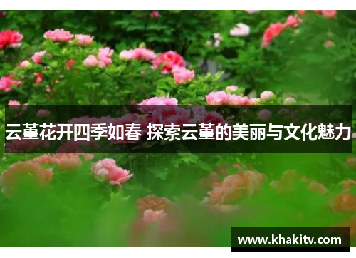 云堇花开四季如春 探索云堇的美丽与文化魅力